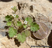 Image of roundleaf phacelia