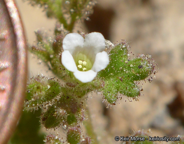 Image of roundleaf phacelia