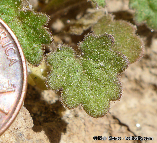 Image of roundleaf phacelia