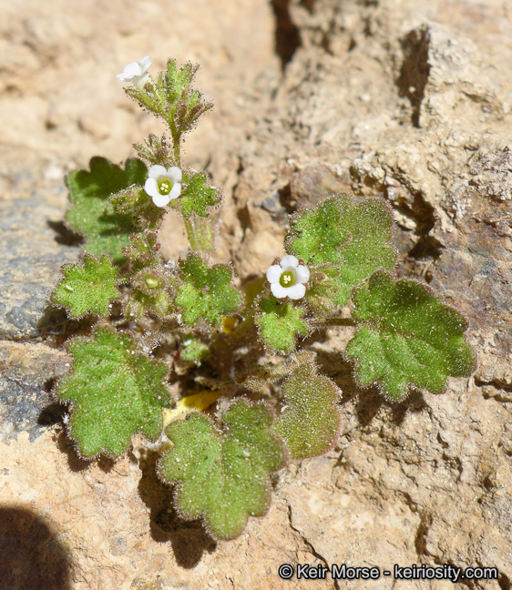 Image of roundleaf phacelia