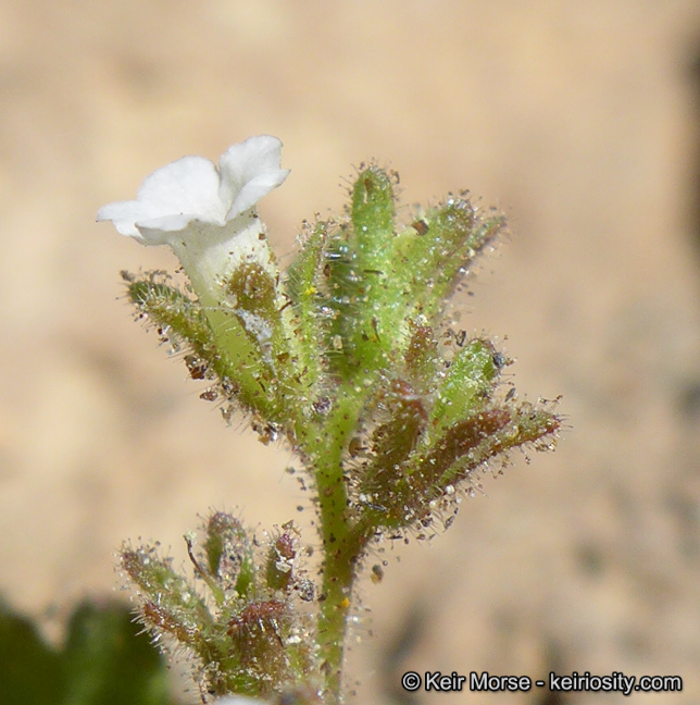 Image of roundleaf phacelia