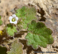 Image of roundleaf phacelia