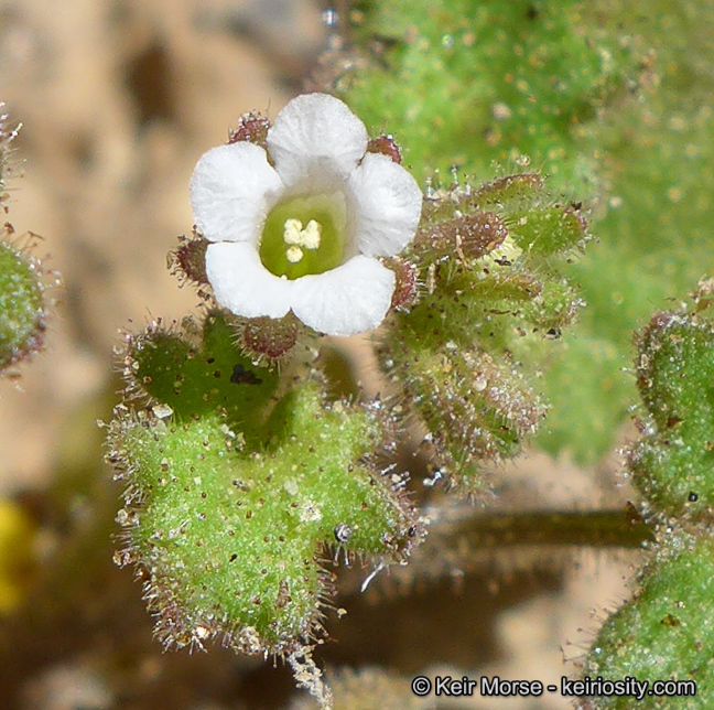 Image of roundleaf phacelia