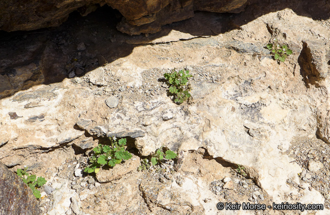 Image of roundleaf phacelia