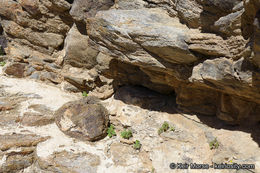 Image of roundleaf phacelia