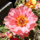 Image of Moss-rose Purslane