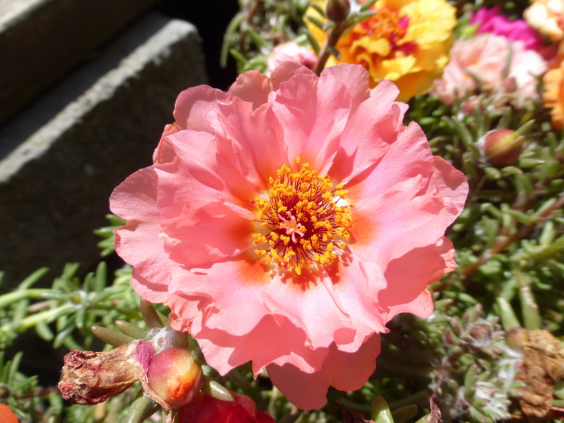 Moss Rose Pink Seeds - Portulaca Grandiflora