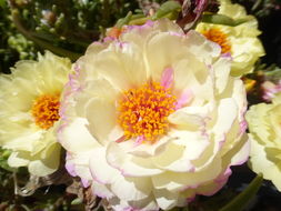 Image of Moss-rose Purslane