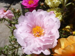 Image of Moss-rose Purslane