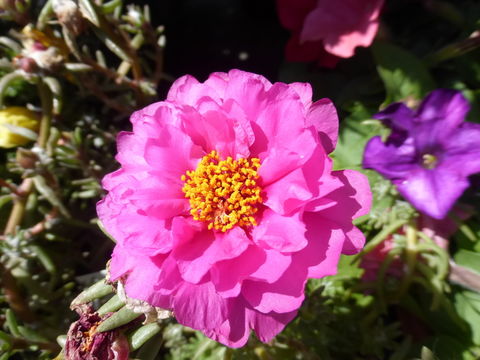 Image of Moss-rose Purslane