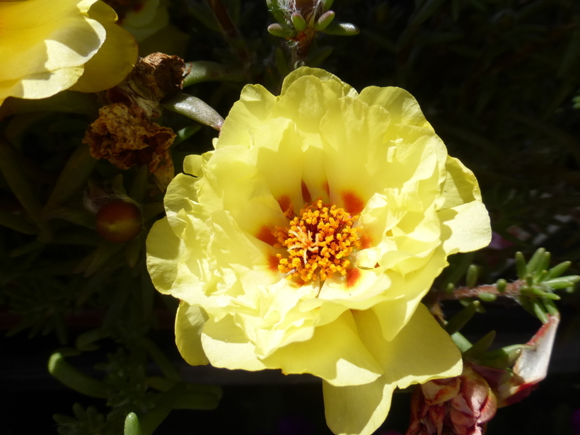 Image of Moss-rose Purslane