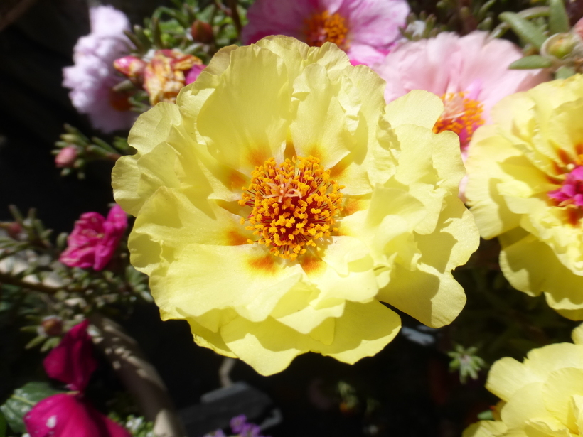 Moss-rose Purslane - Encyclopedia of Life