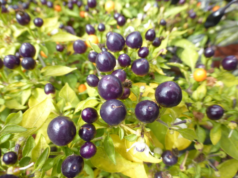 Image of cayenne pepper