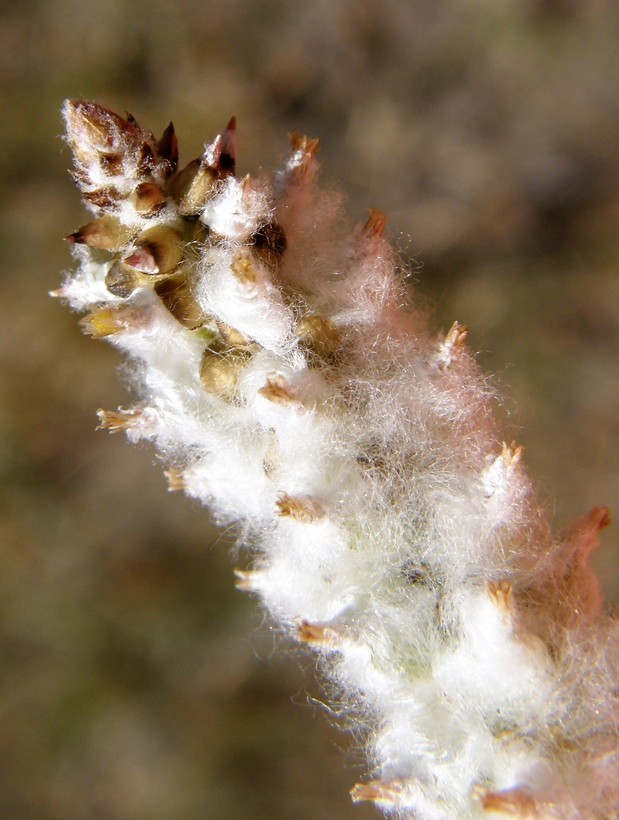 Image of Arizona snakecotton