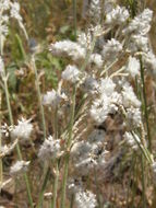 Image of Arizona snakecotton