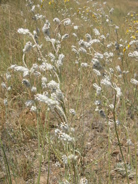 Image of Arizona snakecotton