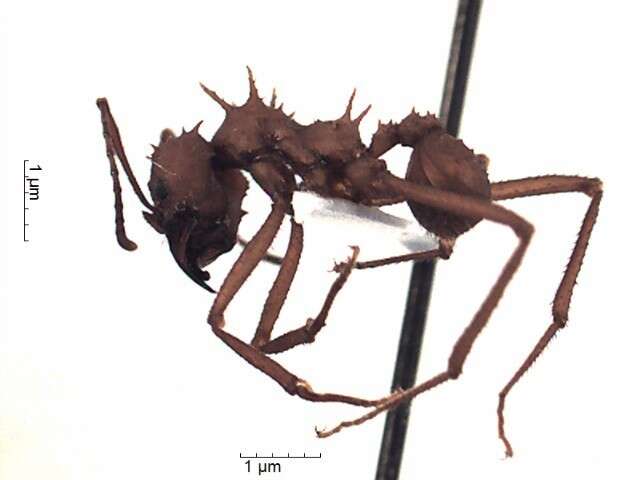 Imagem de Acromyrmex