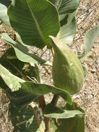 Image of broadleaf milkweed