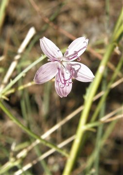 Image of brownplume wirelettuce