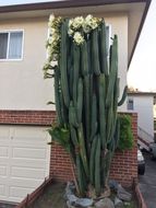 Image de Echinopsis pachanoi (Britton & Rose) H. Friedrich & G. D. Rowley