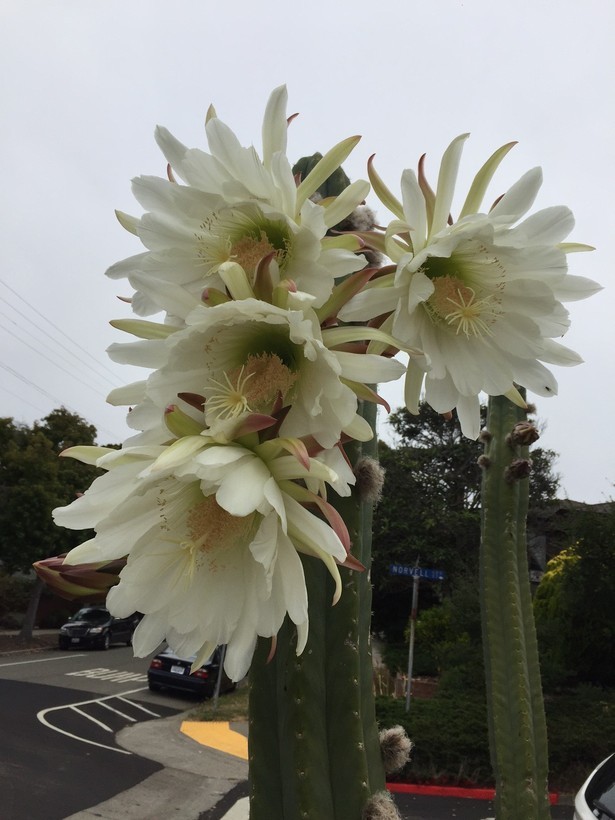 Image de Echinopsis pachanoi (Britton & Rose) H. Friedrich & G. D. Rowley