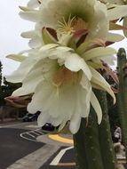 Echinopsis pachanoi (Britton & Rose) H. Friedrich & G. D. Rowley的圖片