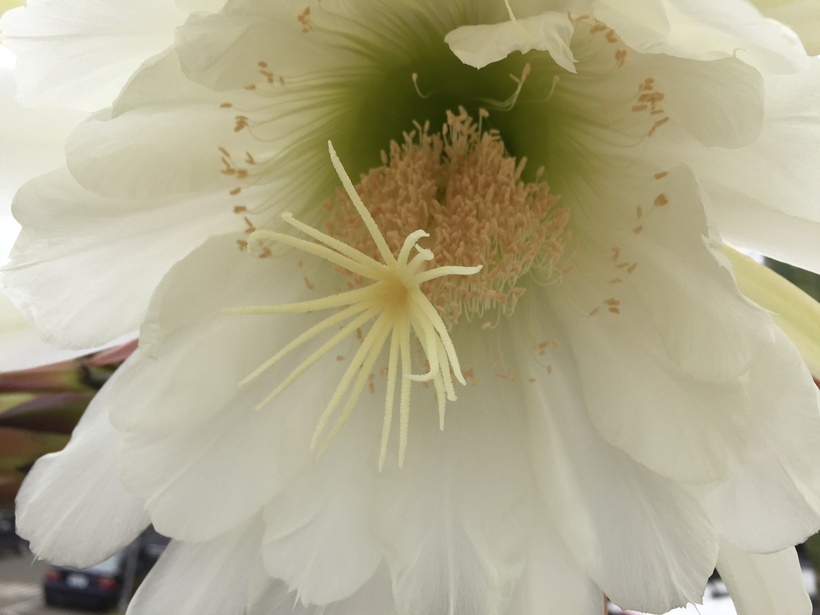 Image de Echinopsis pachanoi (Britton & Rose) H. Friedrich & G. D. Rowley