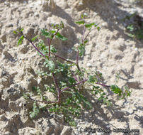 Image de Eucrypta micrantha (Torr.) A. A. Heller