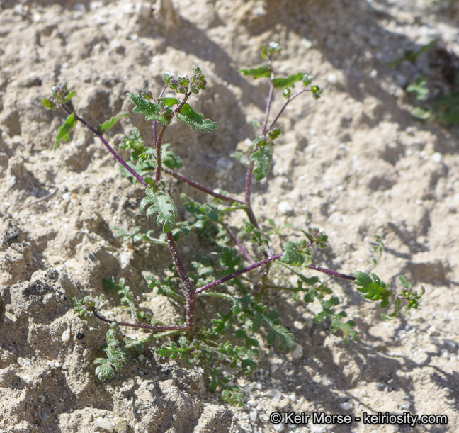 Image of dainty desert hideseed