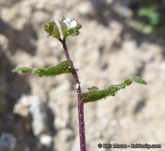 Image de Eucrypta micrantha (Torr.) A. A. Heller