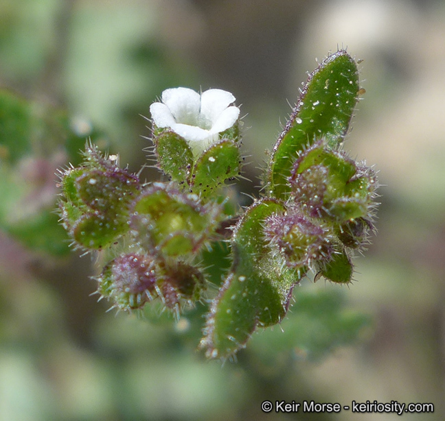 Image de Eucrypta micrantha (Torr.) A. A. Heller