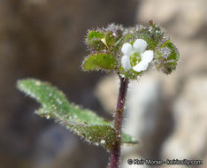 Image de Eucrypta micrantha (Torr.) A. A. Heller