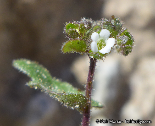 Image of dainty desert hideseed