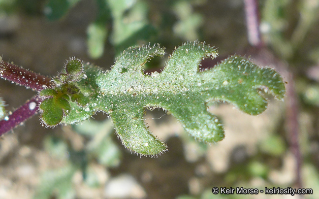 Image of dainty desert hideseed