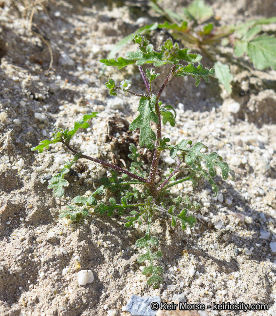 Image de Eucrypta micrantha (Torr.) A. A. Heller