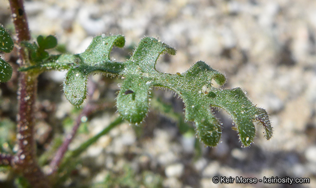 Image de Eucrypta micrantha (Torr.) A. A. Heller