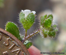 Image de Eucrypta micrantha (Torr.) A. A. Heller