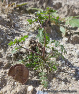 Image of dainty desert hideseed