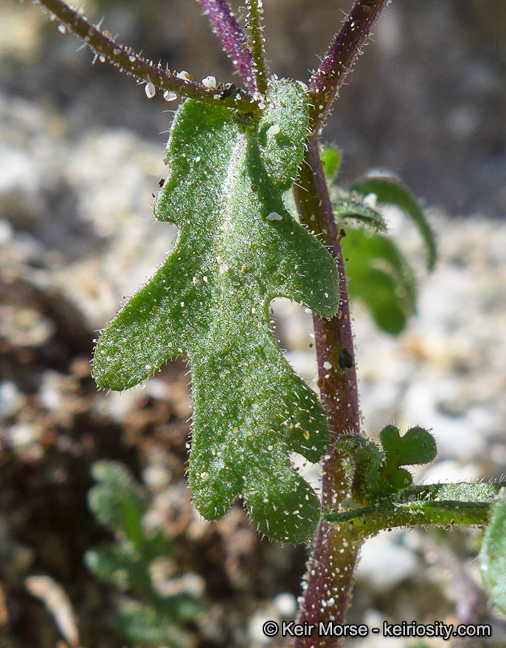 Image de Eucrypta micrantha (Torr.) A. A. Heller