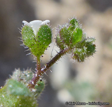 Sivun Eucrypta micrantha (Torr.) A. A. Heller kuva