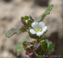 Image de Eucrypta micrantha (Torr.) A. A. Heller