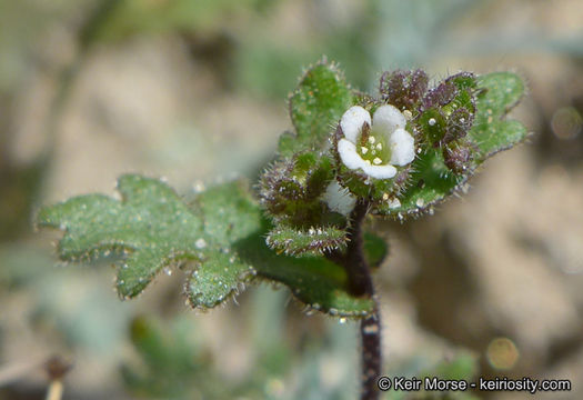 Sivun Eucrypta micrantha (Torr.) A. A. Heller kuva