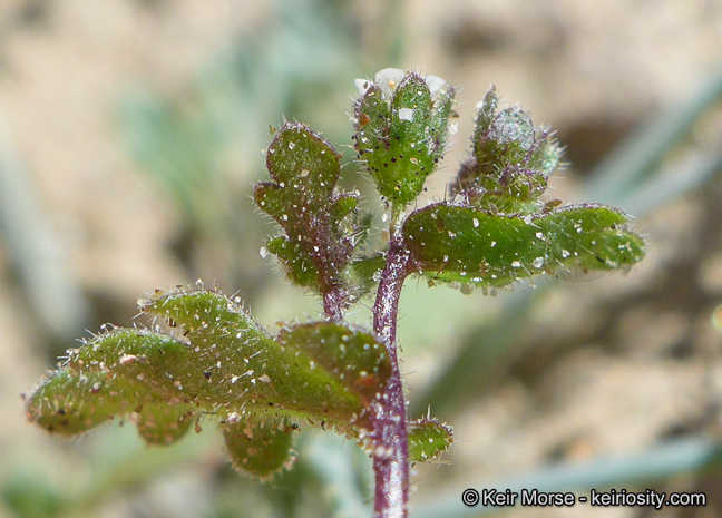 Image de Eucrypta micrantha (Torr.) A. A. Heller