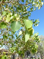 Image of peepul tree