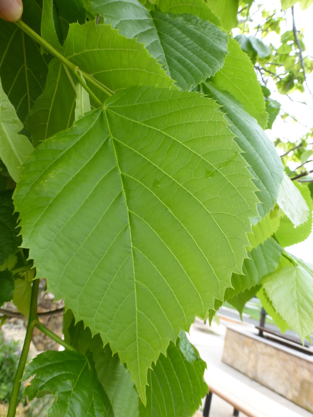 Image of American Basswood