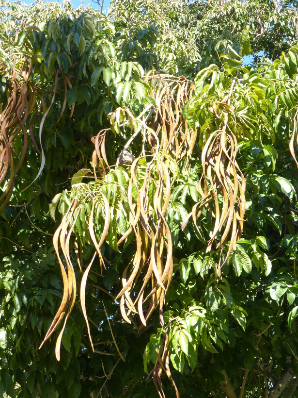 Image de Markhamia lutea (Benth.) K. Schum.