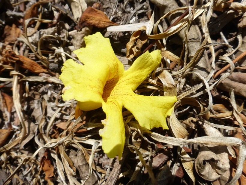 Image de Markhamia lutea (Benth.) K. Schum.