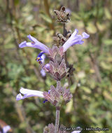 Image of Munz's sage