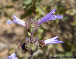 Imagem de Salvia munzii Epling