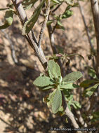 Image of Munz's sage